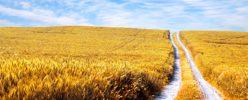 wheat2-field-path